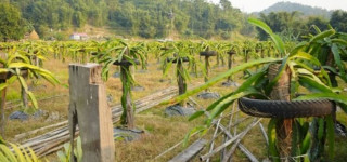 इलाममा ड्रागन फ्रुटको खेती विस्तार हुँदै