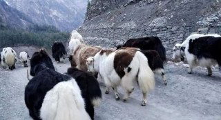 हिउँ र हिउँ चितुवाको मारमा याक र चौँरी 