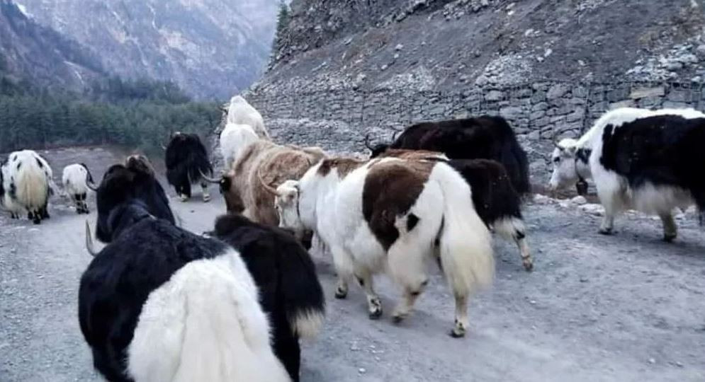 हिउँ र हिउँ चितुवाको मारमा याक र चौँरी 