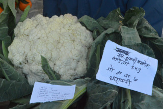 गोरखामा फल्यो ९ किलोको एउटै काउली