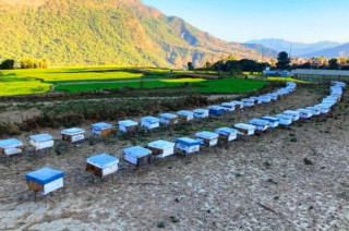 मौरीपालन व्यवसायतर्फ किसानको आकर्षण बढ्दै