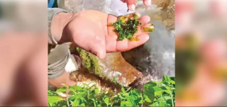 लोप हुँदै दरबारमा खाइने लेउ 