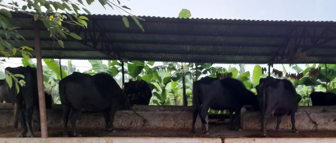 चिसोबाट किसानलाई पशु जोगाउन समस्या