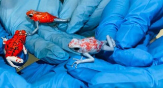 महिलाको झोलामा १३० वटा विषालु भ्यागुता भेटियो पछि...