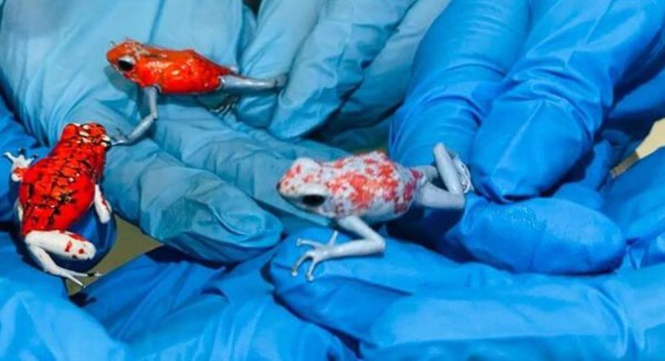 महिलाको झोलामा १३० वटा विषालु भ्यागुता भेटियो पछि...