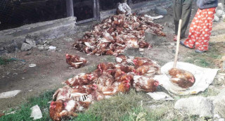 कैलालीमा मरेको कुखुराको मासु खाँदा एकै घरका दुई बालकको मृत्यु, २ जना गम्भीर बिरामी