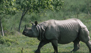 आजदेखि छवटा गैँडालाई आन्तरिक स्थानान्तरण