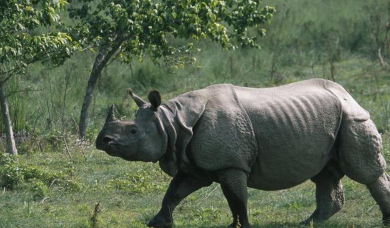 आजदेखि छवटा गैँडालाई आन्तरिक स्थानान्तरण
