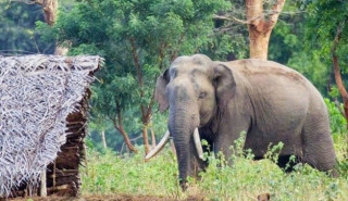पर्साको ठोरीमा हात्ती आतंक, भाग्ने क्रममा दुई जना घाइते