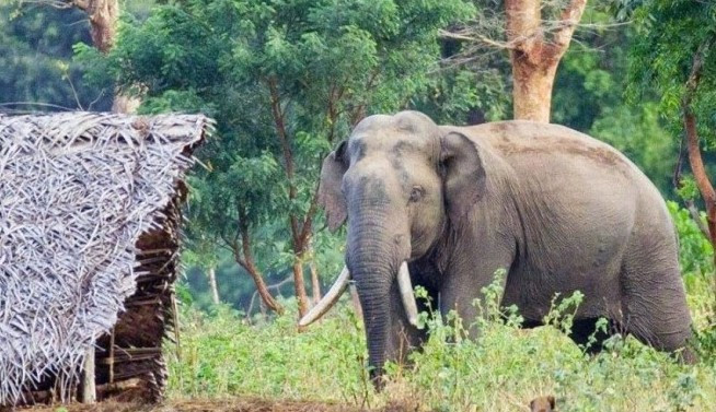 पर्साको ठोरीमा हात्ती आतंक, भाग्ने क्रममा दुई जना घाइते