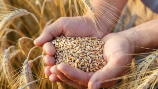 भारतमा अप्रिलदेखि गहुँको भण्डारको स्थिति अनिवार्य घोषणा गर्न सरकारद्वारा निर्देशन