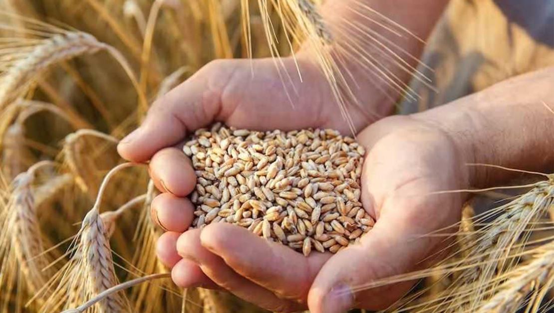 भारतमा अप्रिलदेखि गहुँको भण्डारको स्थिति अनिवार्य घोषणा गर्न सरकारद्वारा निर्देशन