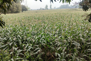 मकैखेती गर्ने किसानलाई कृषियन्त्र वितरण