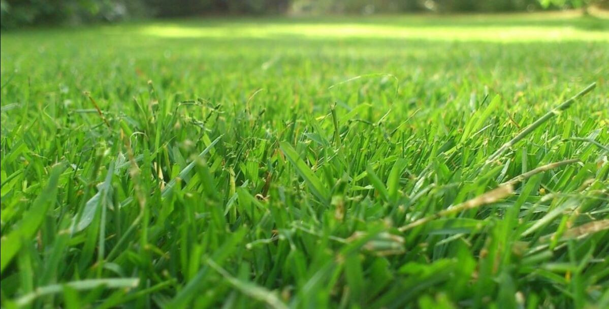 नेपालको घाँस तिब्बतमा बिक्री गरिँदै,घाँस खेती गर्ने किसानलाई निर्यातको ढोका खुल्यो