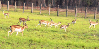 निकुञ्जको संरक्षित क्षेत्रका कृष्णसार