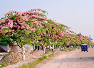 सडक किनारामा फूल