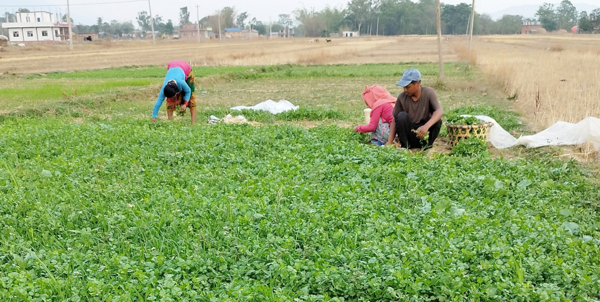 धनियाँ बिक्री गरेर वार्षिक आठ लाख आम्दानी