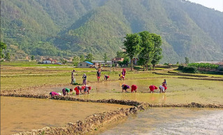चितवनमा रोपार पाउनै मुस्किल