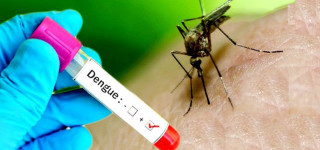 ७४ जिल्लामा फैलियो डेंगी संक्रमण, कुन प्रदेशमा कति ?