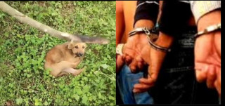 धनगढीमा बिरामी कुकुरलाई बोराभित्र राखेर दमकमा झुण्ड्याएर मारियो