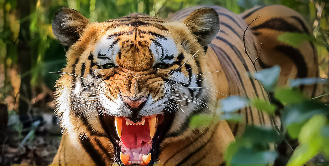 घाँस काट्न जंगल गएका युवकको शव भेटियो, बाघले आक्रमण गरेको आशंका