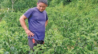गाउँ फर्केका युवालाई गाउँघरमै व्यवसाय गर्ने वातावरण बनाउँदै सूर्योदय नगरपालिका