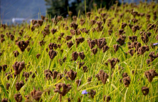 कोदोको उत्पादन घट्दै जाँदा आयात बढ्यो, पूर्वीनाकाबाट ८५ करोडको आयात