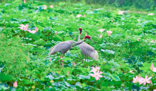 कान्तितालमा मोटरबोट सञ्चालनले चराको बासस्थान सङ्कटमा पर्ने