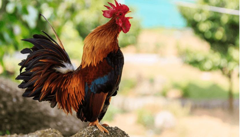भाले ठुलो स्वरमा बासेको रिसमा छिमेकीविरुद्ध मुद्दा दर्ता
