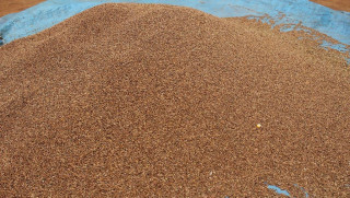 १० महिनामा ६४ करोड ३५ लाखको कोदो आयात