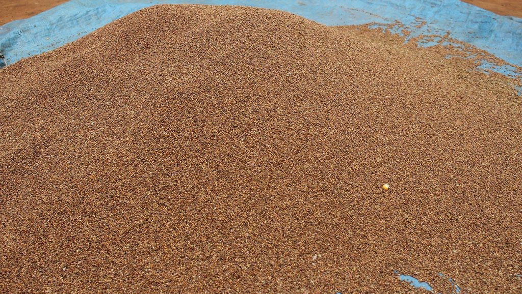 १० महिनामा ६४ करोड ३५ लाखको कोदो आयात