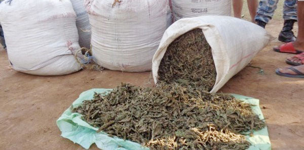 सुनसरीमा पाँच हजार किलो गाँजा बरामद