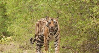 नेपालमा बाघको सङ्ख्या ४२९ पुग्याे