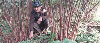 गिरिराज खनालले एकै वर्षमा ३४ लाखको अलैँची उत्पादन