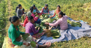 माघीको तयारीमा थारू समुदाय