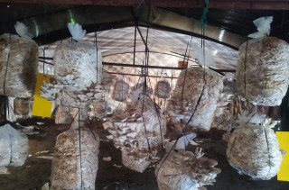 गोरखाका सामुदायिक विद्यालयमा च्याउखेती