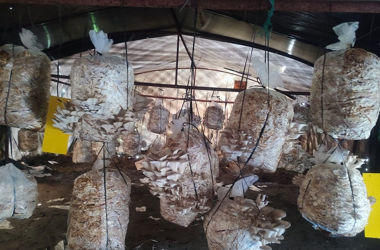 गोरखाका सामुदायिक विद्यालयमा च्याउखेती