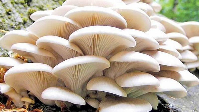 च्याउखेती व्यावसायबाट मनग्य आम्दानी गर्दै सावित्री