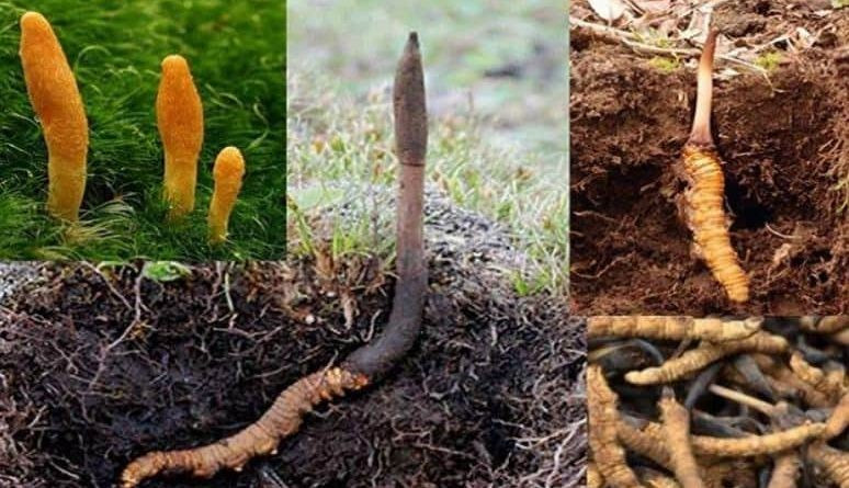 नेपालले जापान सहित १० देशमा  गर्‍यो २३ करोड ७५ लाखको यार्सागुम्बा निर्यात