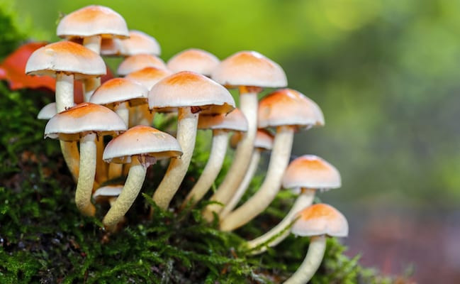 जङ्गली च्याउ खाँदा तीन बालबालिका बिरामी