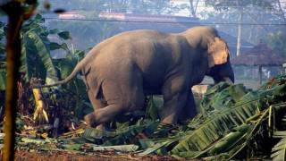 चितवनमा हात्तीको आक्रमणबाट आमाछोराको मृत्यु