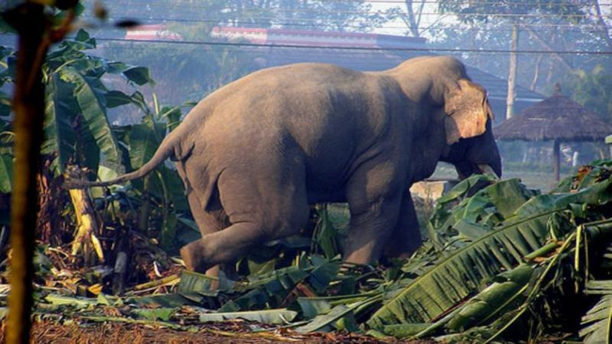 चितवनमा हात्तीको आक्रमणबाट आमाछोराको मृत्यु