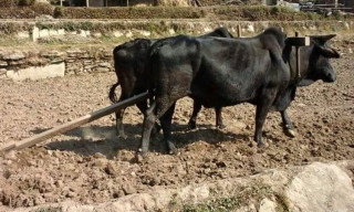 हलगोरु पाल्ने २७५ किसानलाई गाउँपालिकाको अनुदान