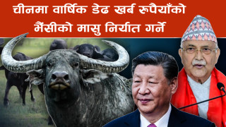 प्रधानमन्त्रीले भने- चीनमा वार्षिक डेढ खर्ब रुपैयाँको भैंसीको मासु निर्यात गर्ने लक्ष्य, २० अर्बको भव्य फ्याक्ट्री