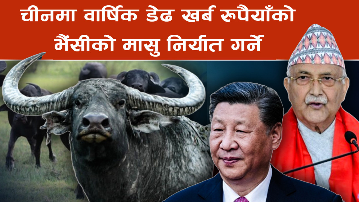 प्रधानमन्त्रीले भने- चीनमा वार्षिक डेढ खर्ब रुपैयाँको भैंसीको मासु निर्यात गर्ने लक्ष्य, २० अर्बको भव्य फ्याक्ट्री