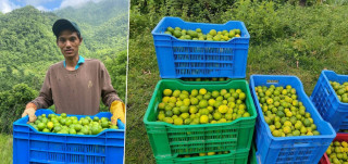 २० रोपनी क्षेत्रफलमा कागतीखेती, उत्पादनले पाएन बजार