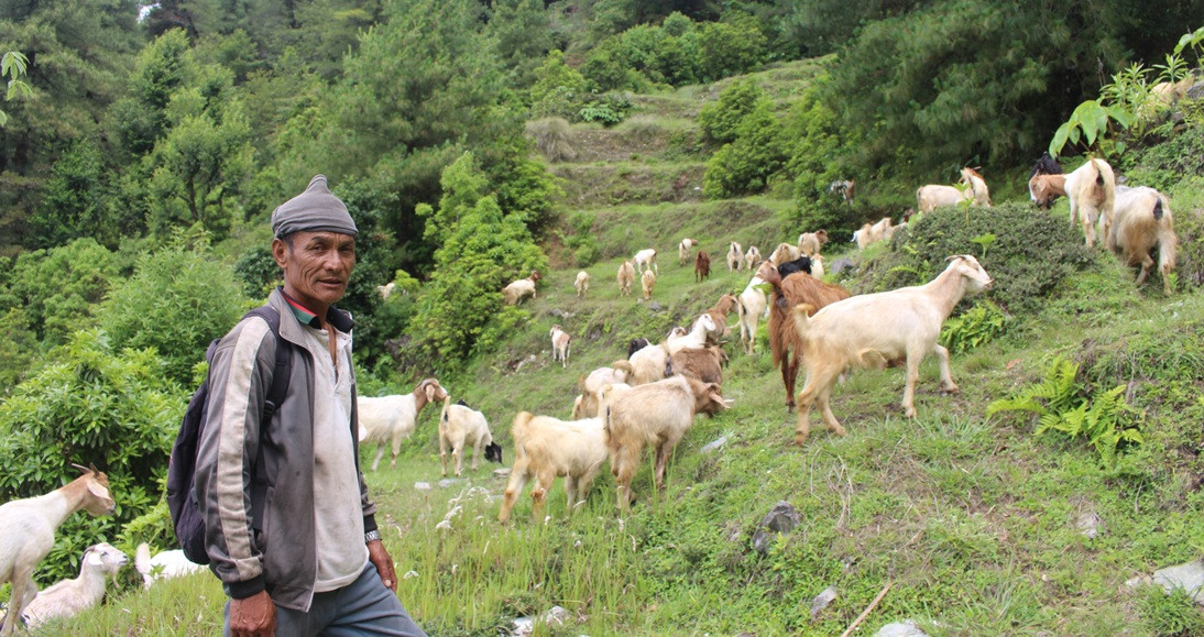 मलेसियाबाट फर्किएर गाउँमै बाख्रा पालन, मासिक ५० हजार आम्दानी