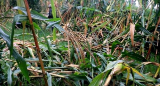 हावाहुरीले मकैबालीमा क्षति हुँदा किसान चिन्तित