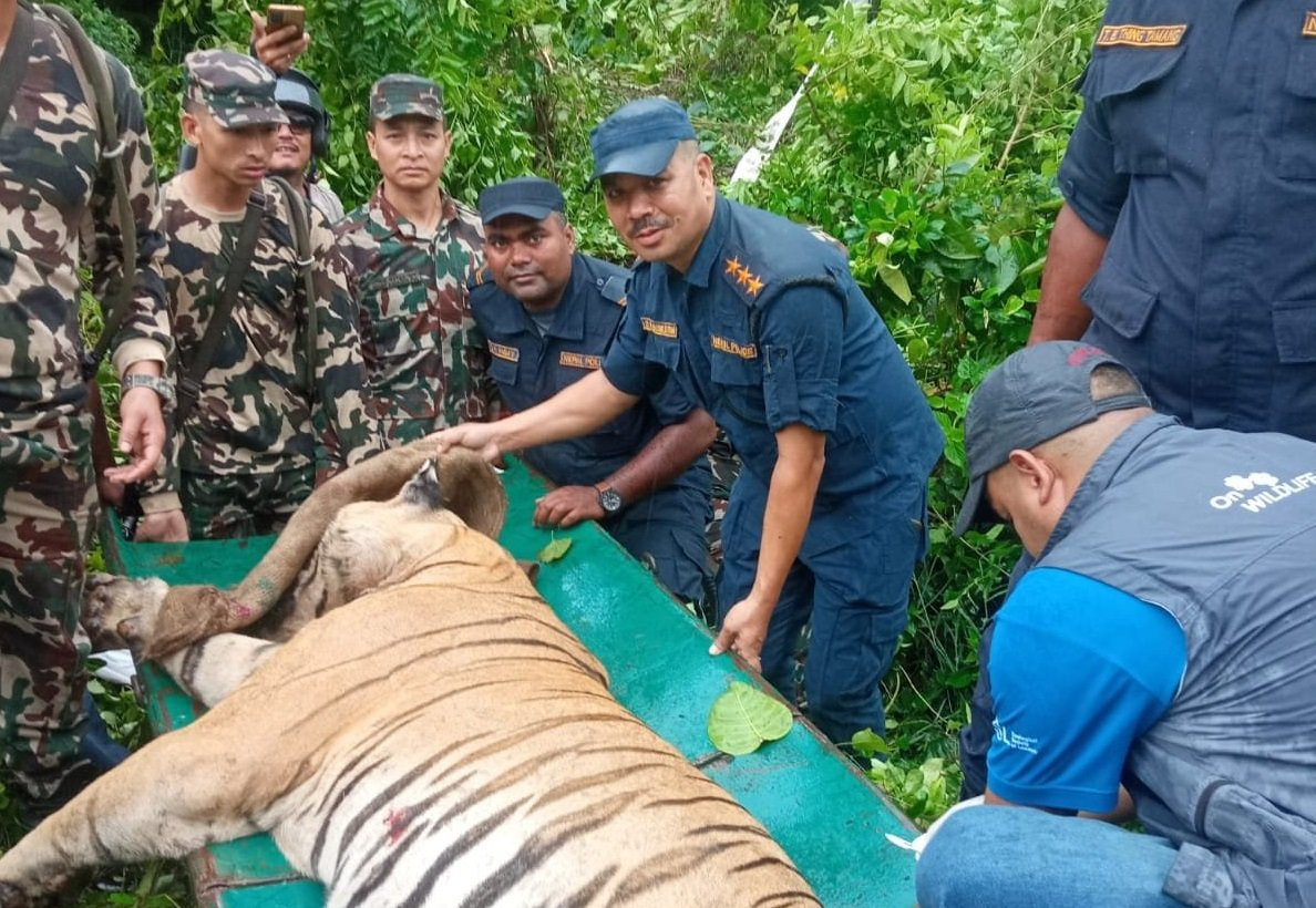 बाराको जंगलमा चार जना मान्छे खाएको बाघ नियन्त्रणमा