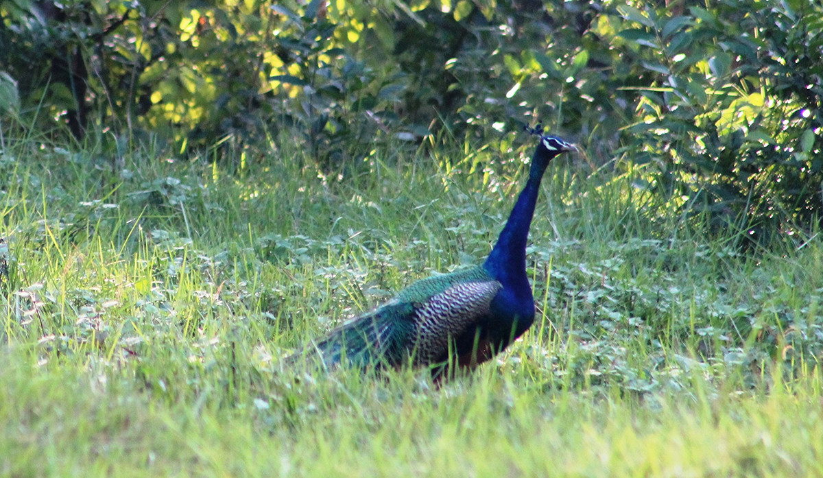 वनमा मुजुर